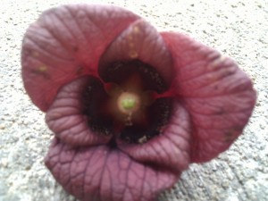 Used-up male pawpaw flower (my photo)